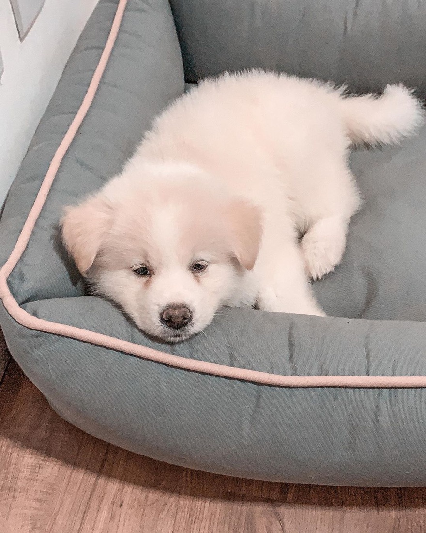 Akita Inu-Welpe Ada
