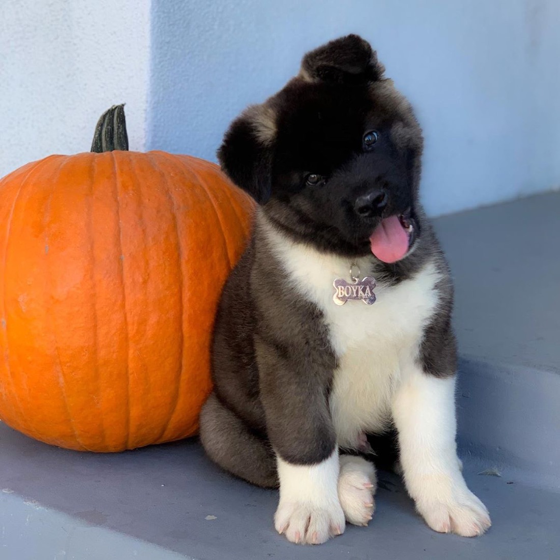 Akita Inu-Welpe Boyka