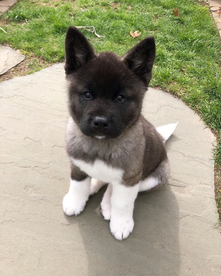 Akita Inu-Welpe Brodie