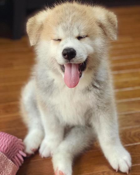 Akita Inu-Welpe Max