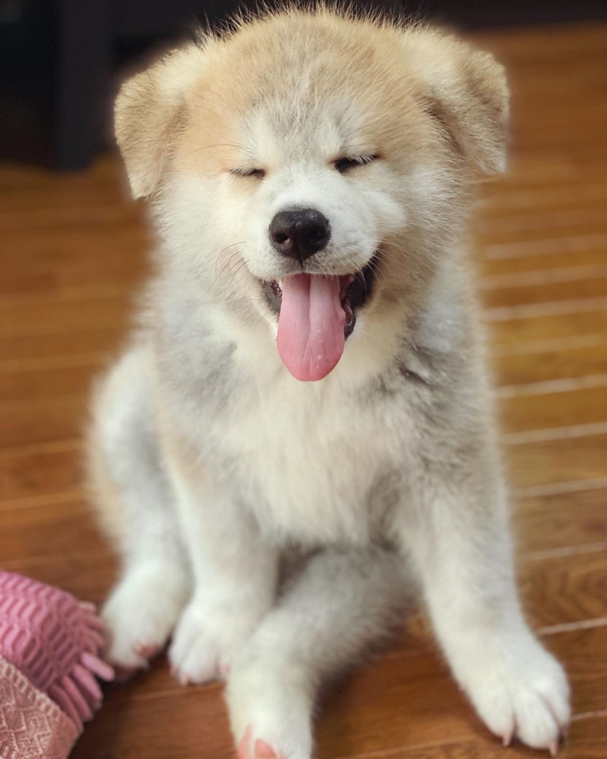 Akita Inu-Welpe