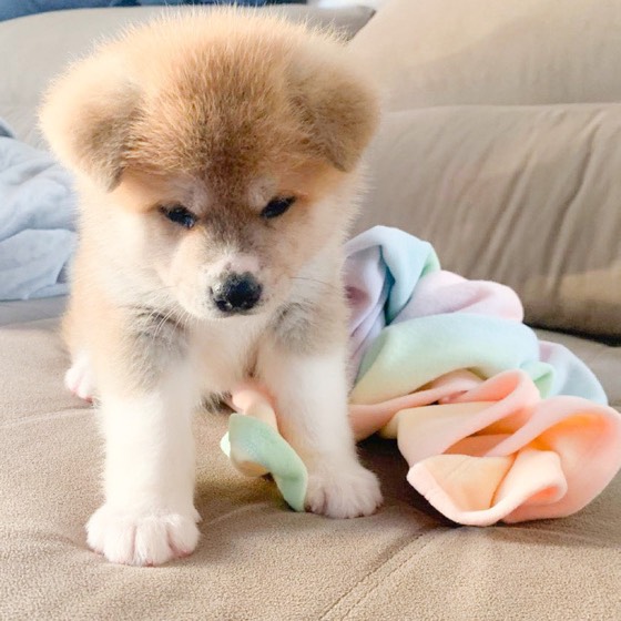 Akita Inu-Welpe Teka