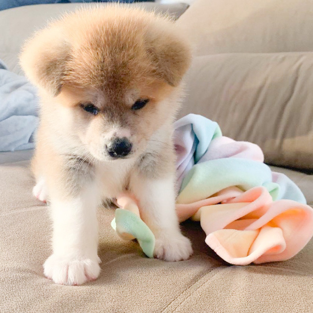 Akita Inu-Welpe Teka