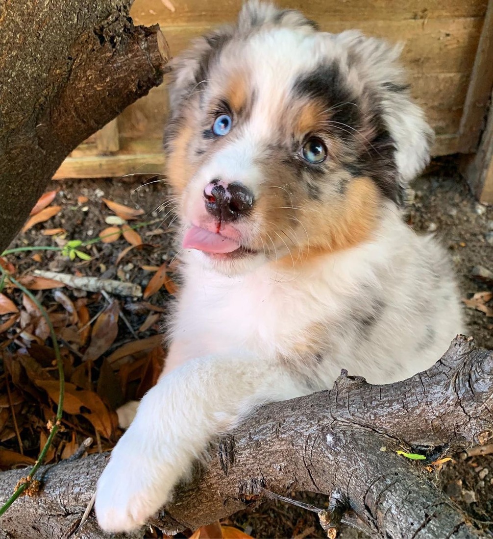 Australian Shepherd-Welpe Baker