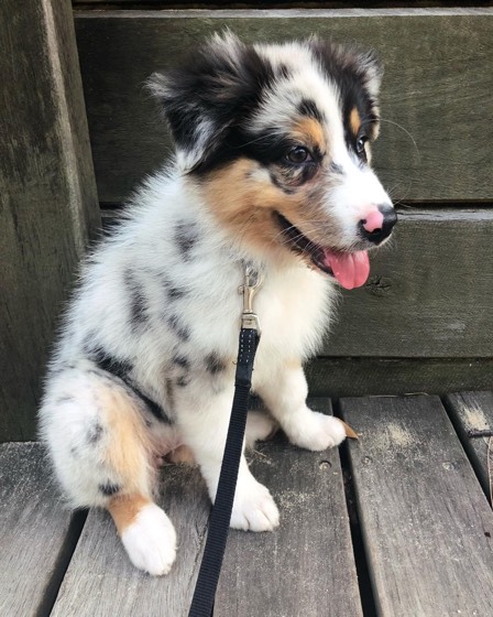 Australian Shepherd-Welpe Beauty