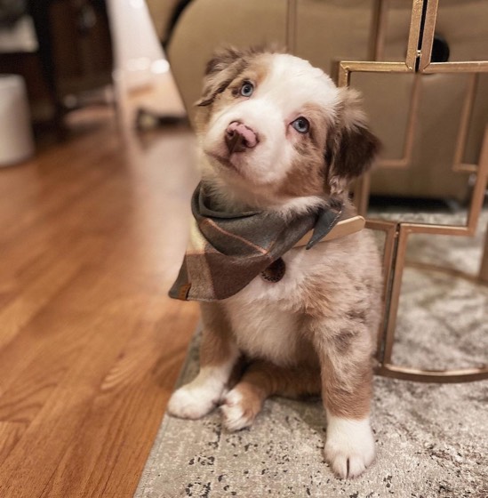 Australian Shepherd-Welpe Bella
