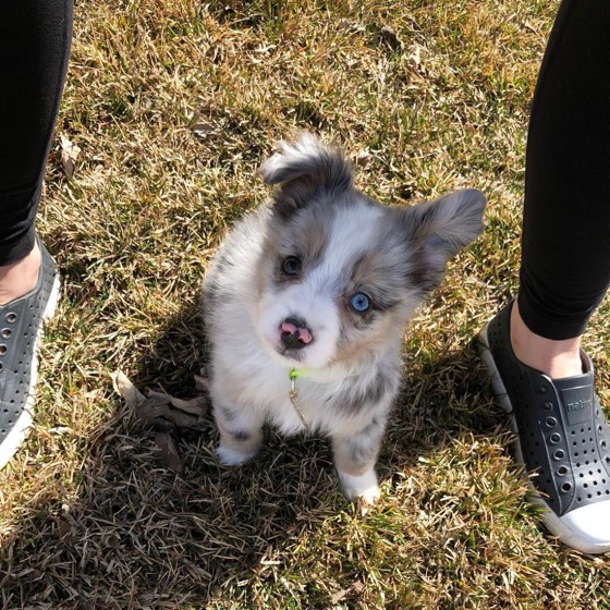 Australian Shepherd-Welpe Bowie