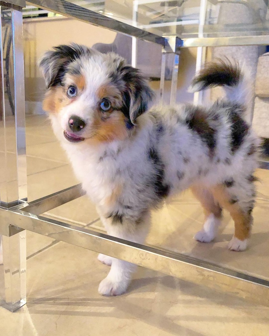 Australian Shepherd-Welpe Fify