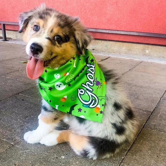 Australian Shepherd-Welpe