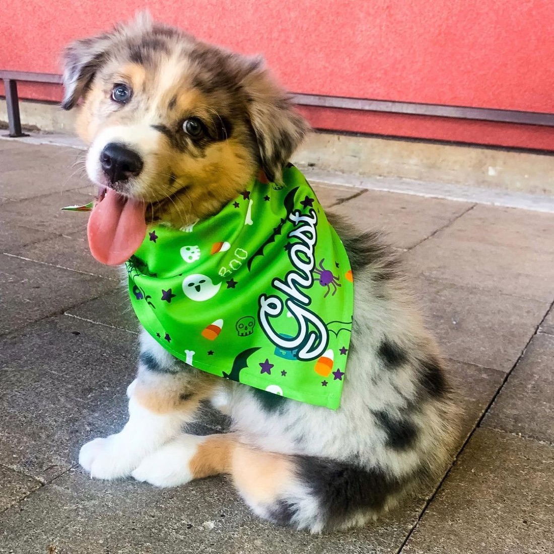 Australian Shepherd-Welpe