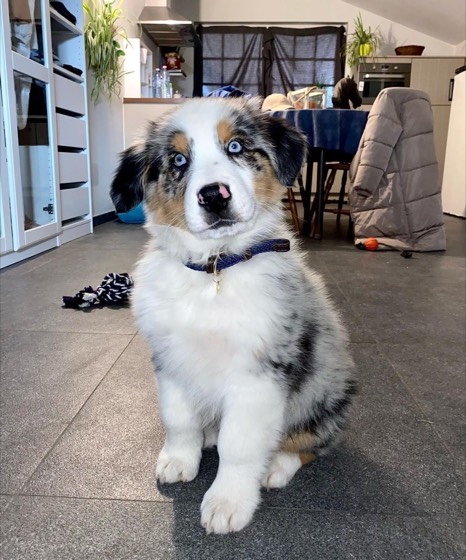 Australian Shepherd-Welpe Love