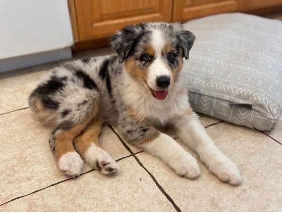 Australian Shepherd-Welpe Lucien