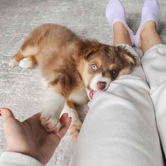 Australian Shepherd-Welpe Nova