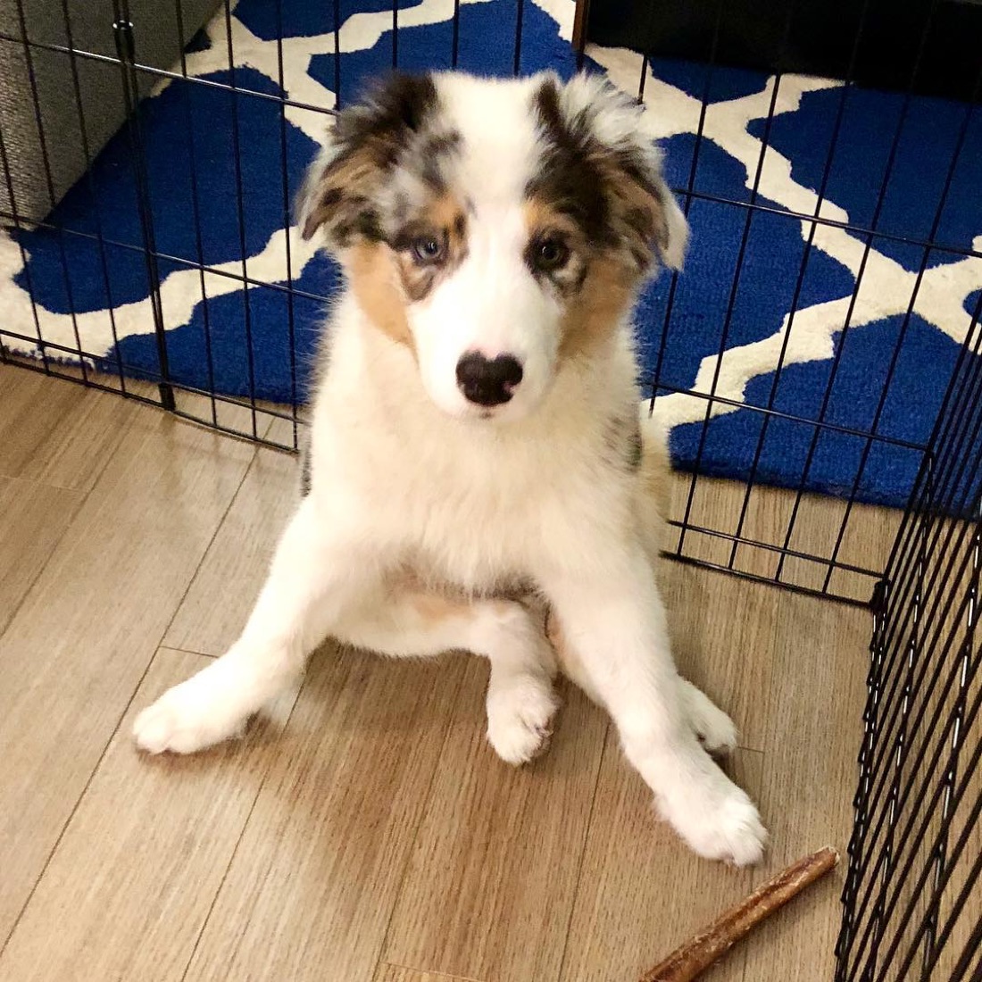 Australian Shepherd-Welpe Rina
