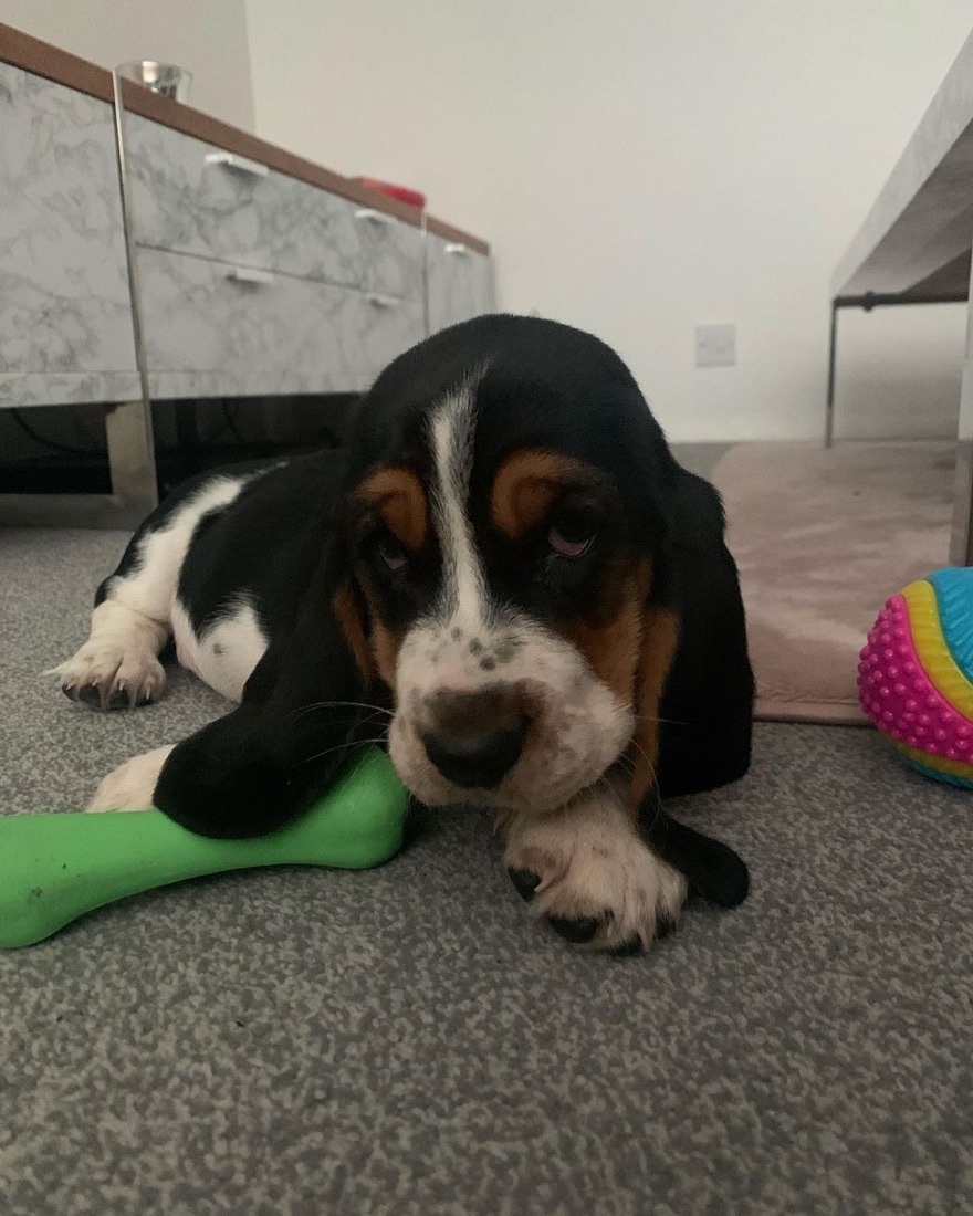 Basset Hound-Welpe Bestie
