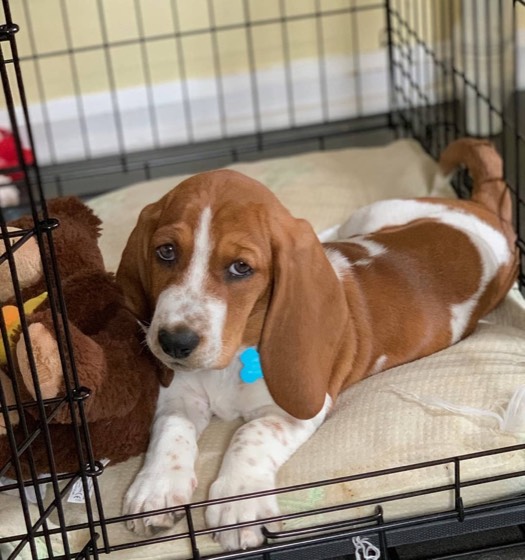 Basset Hound-Welpe Elvira