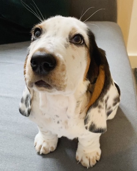 Basset Hound-Welpe Percy