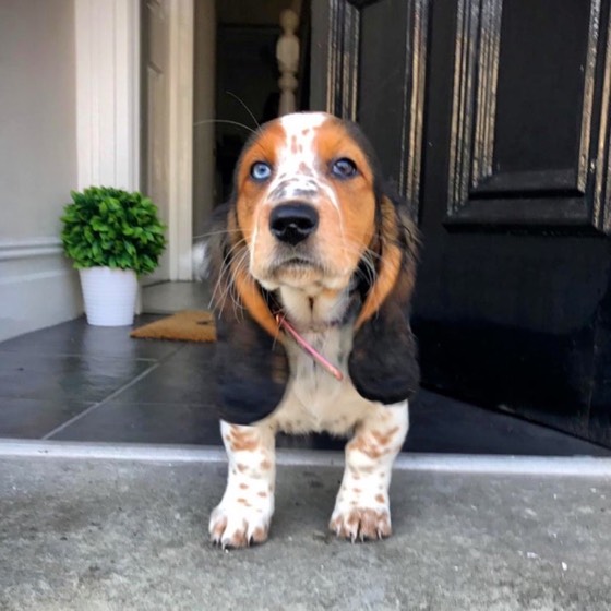Basset Hound-Welpe Sisi
