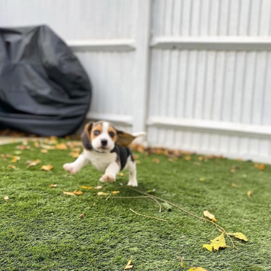 Beagle-Welpe Archie