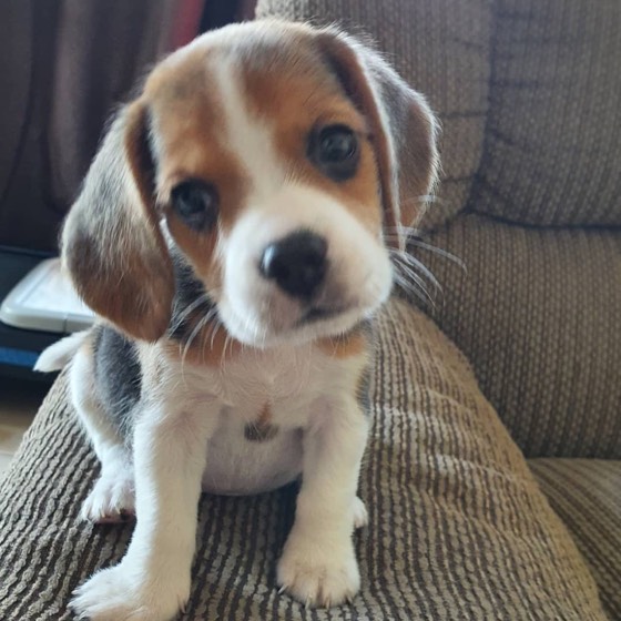 Beagle-Welpe Gigi