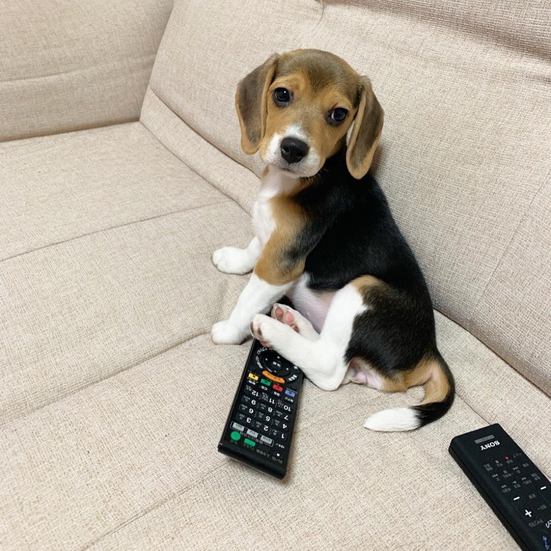 Beagle-Welpe Maroon