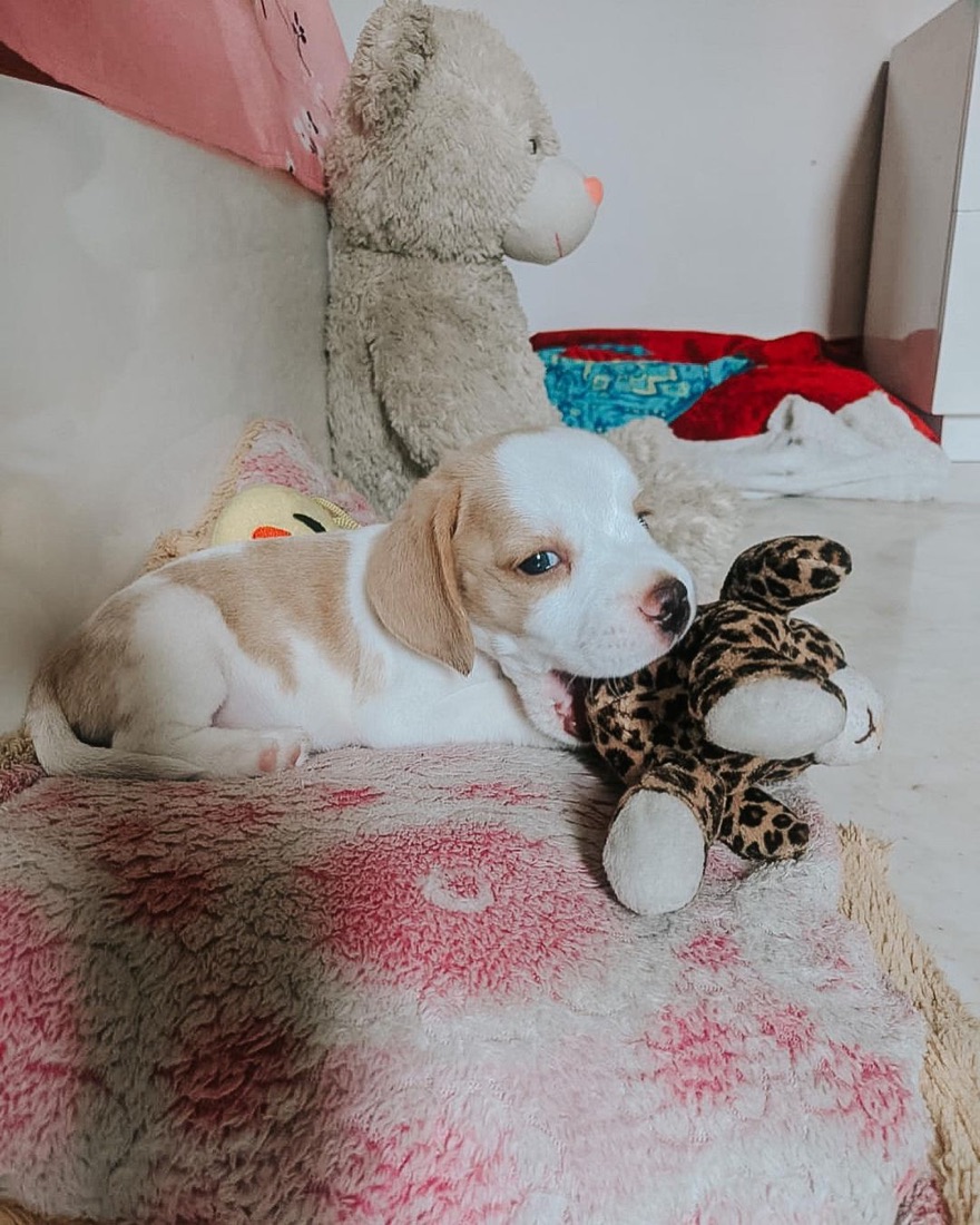 Beagle-Welpe Milo