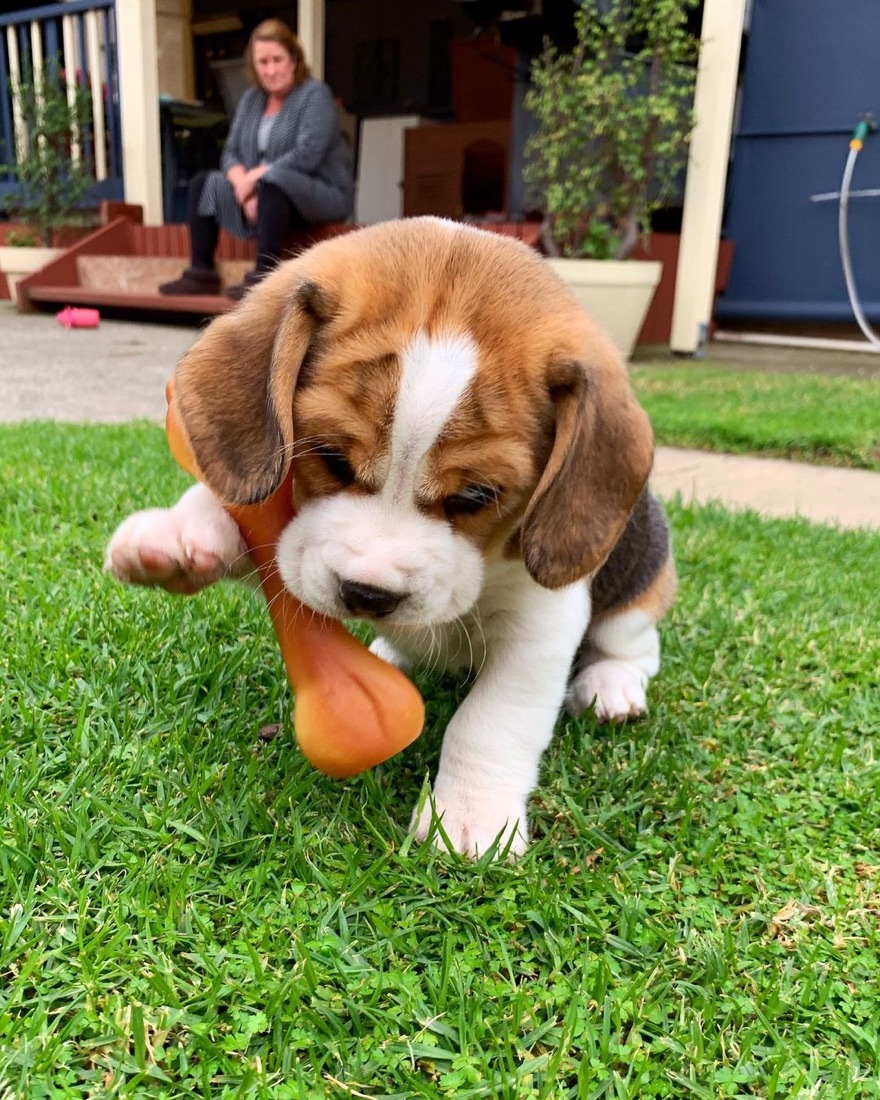 Beagle-Welpe Snoopy