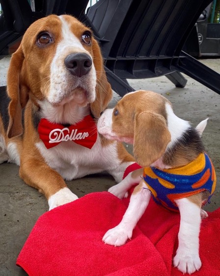 Beagle-Welpe Zoe