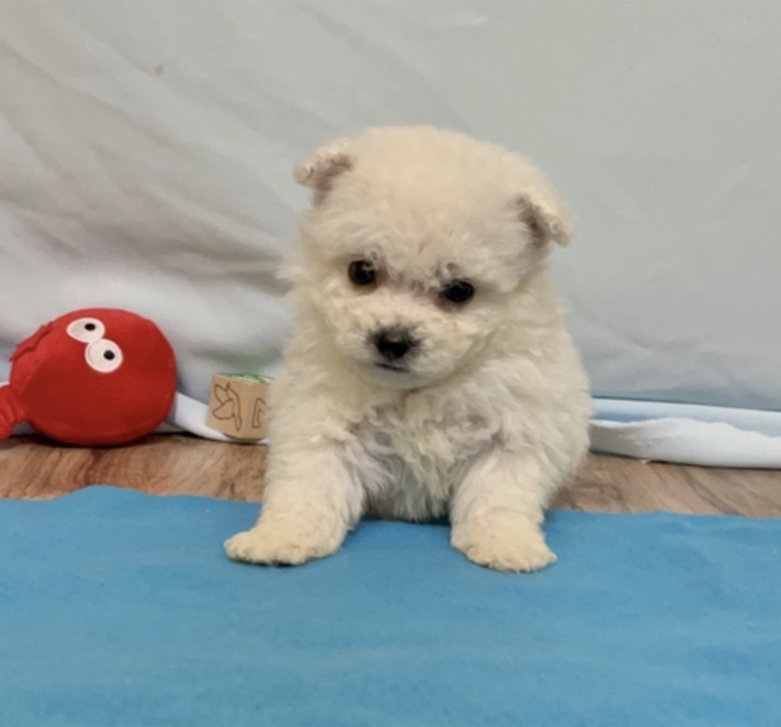 Bichon Frisé-Welpe Charlie