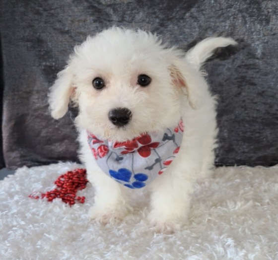 Bichon Frisé-Welpe Frost