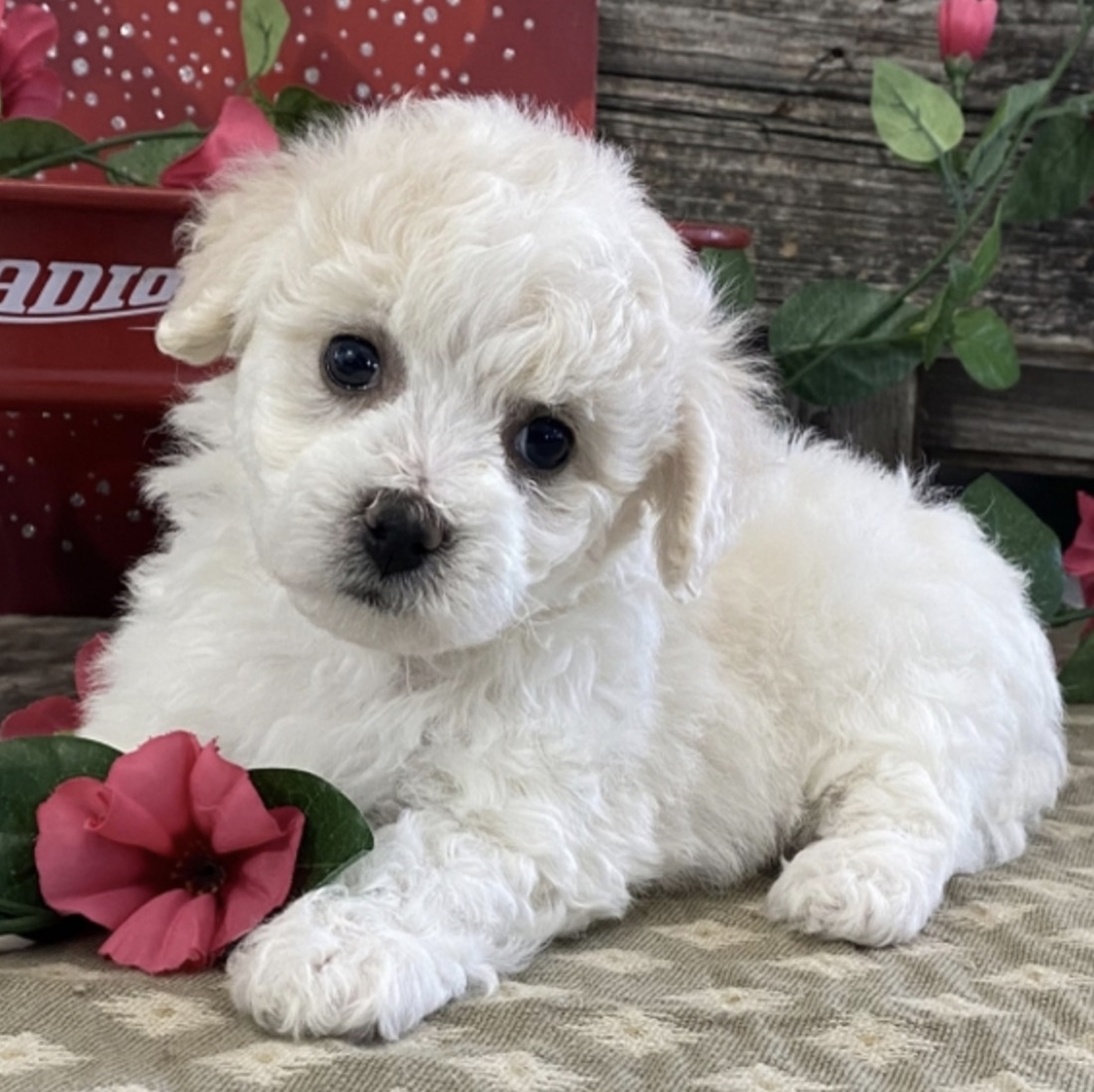 Bichon Frisé-Welpe Magnolia
