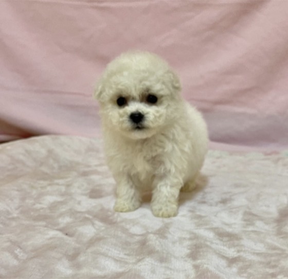 Bichon Frisé-Welpe Molly