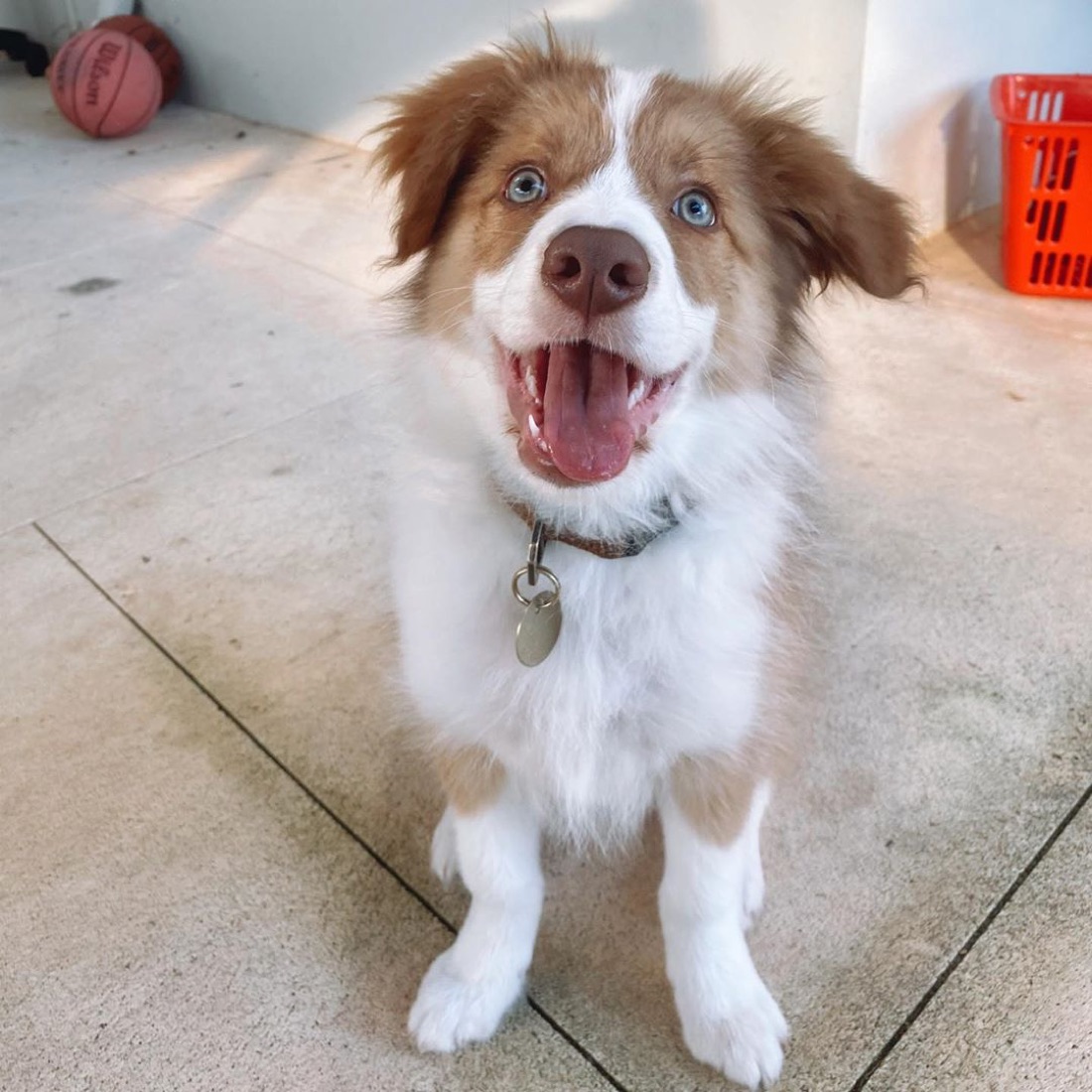 Border Collie-Welpe Archie
