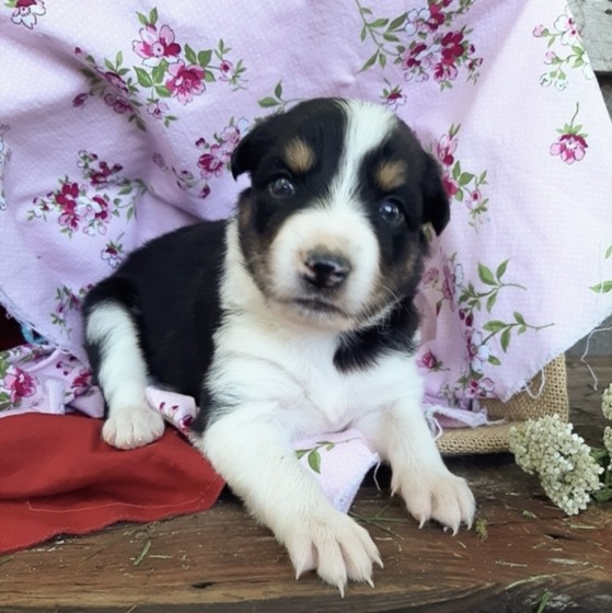 Border Collie-Welpe Aspen