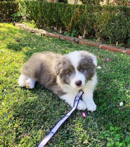 Border Collie-Welpe Cyder