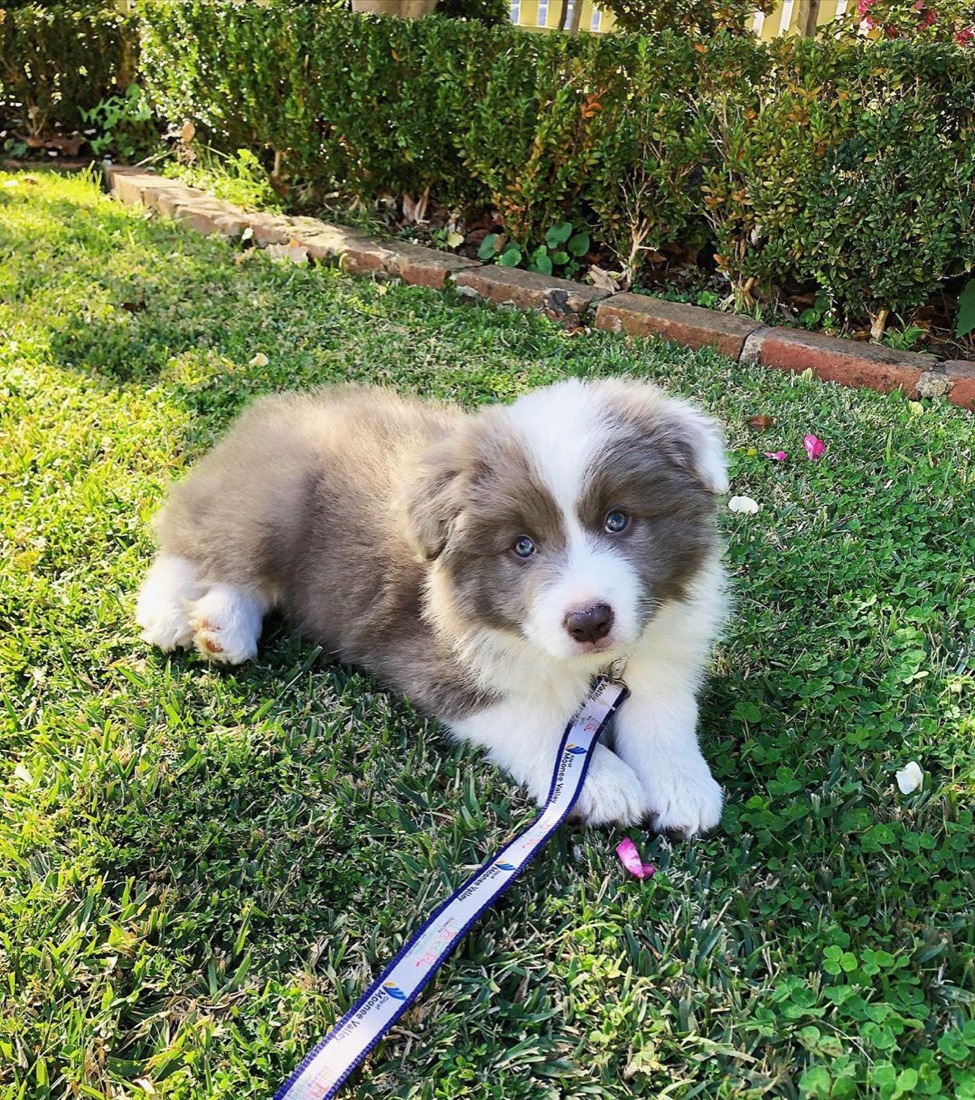 Border Collie-Welpe Cyder