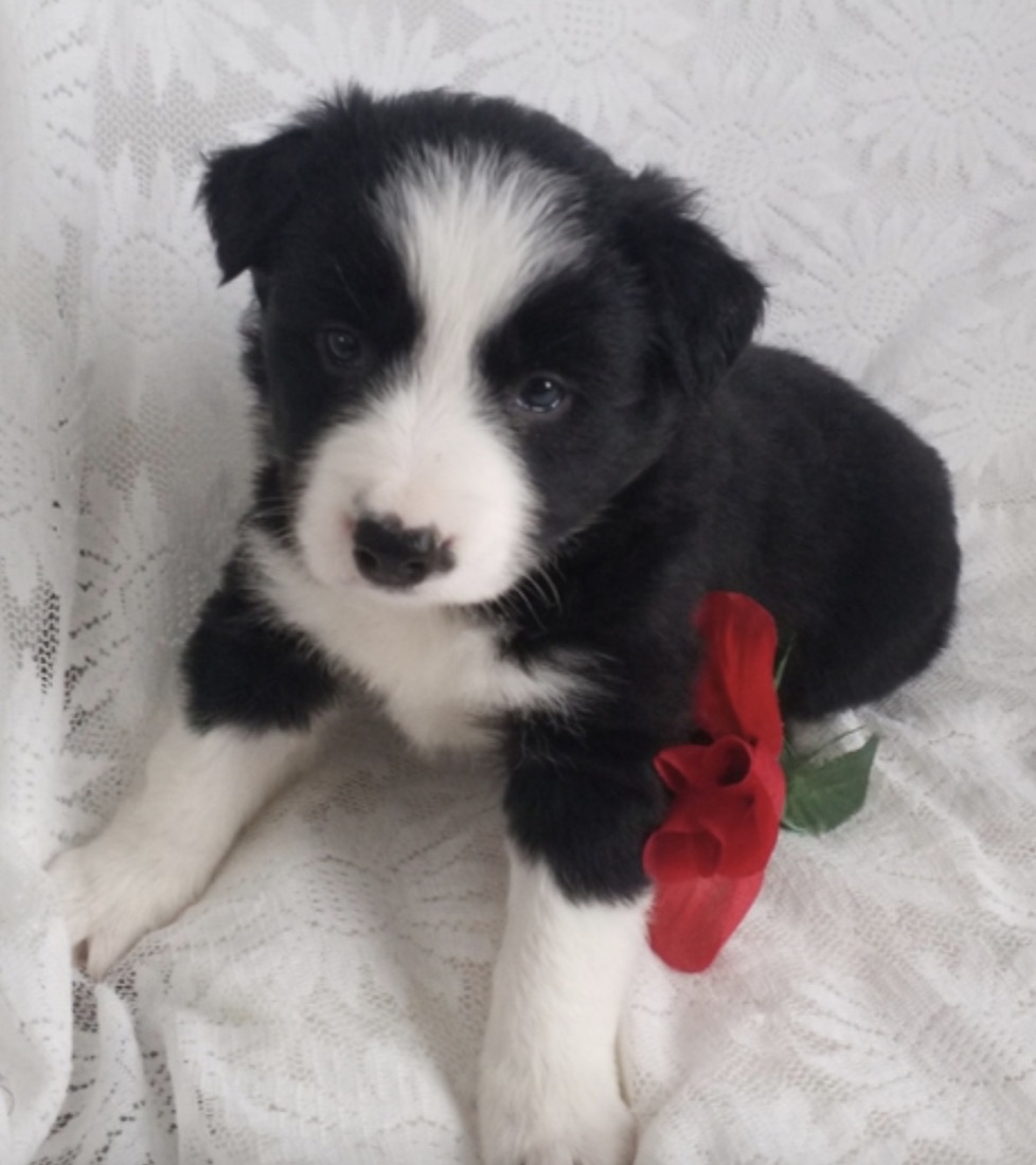 Border Collie-Welpe Lindy