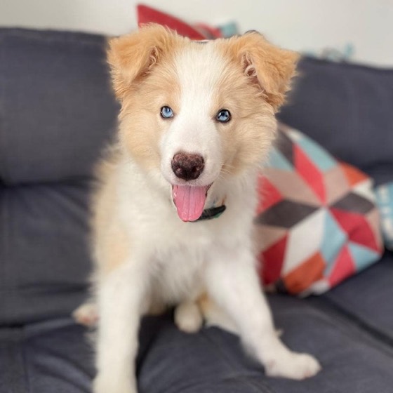 Border Collie-Welpe Nala