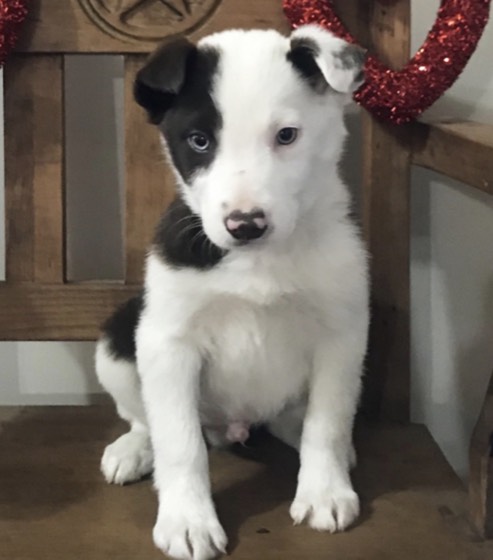 Border Collie-Welpe Sam