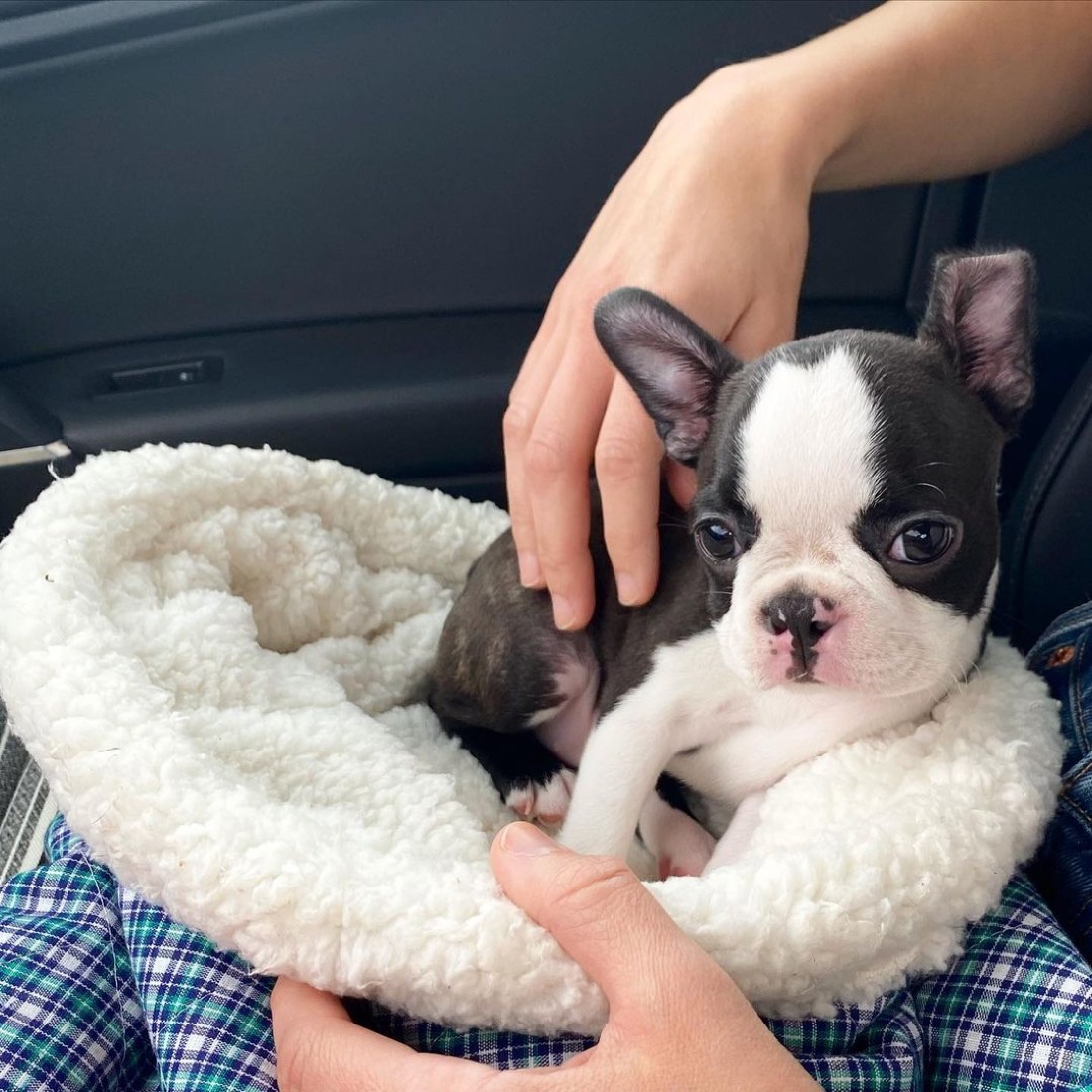 Boston Terrier-Welpe Birdie