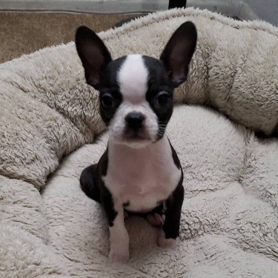 Boston Terrier-Welpe Edieth