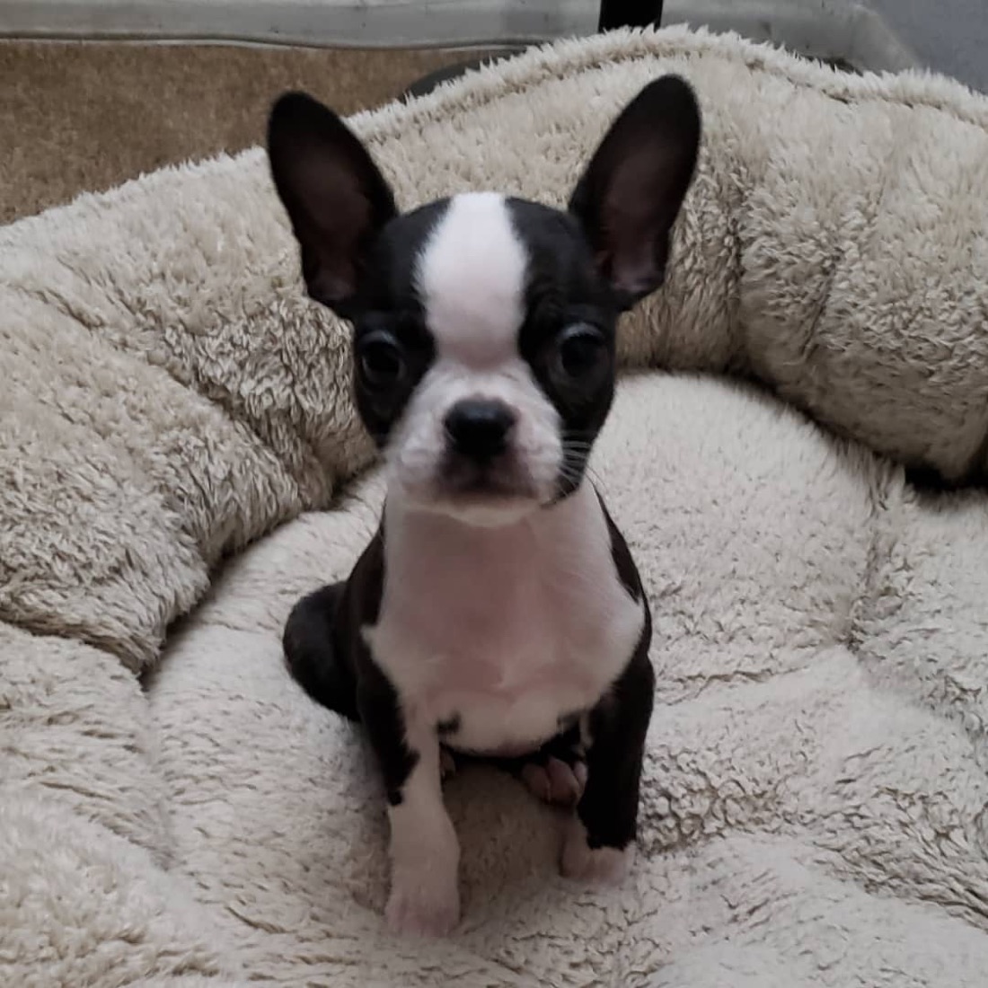 Boston Terrier-Welpe