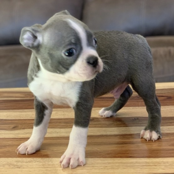 Boston Terrier-Welpe Hudson