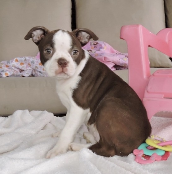 Boston Terrier-Welpe Kate