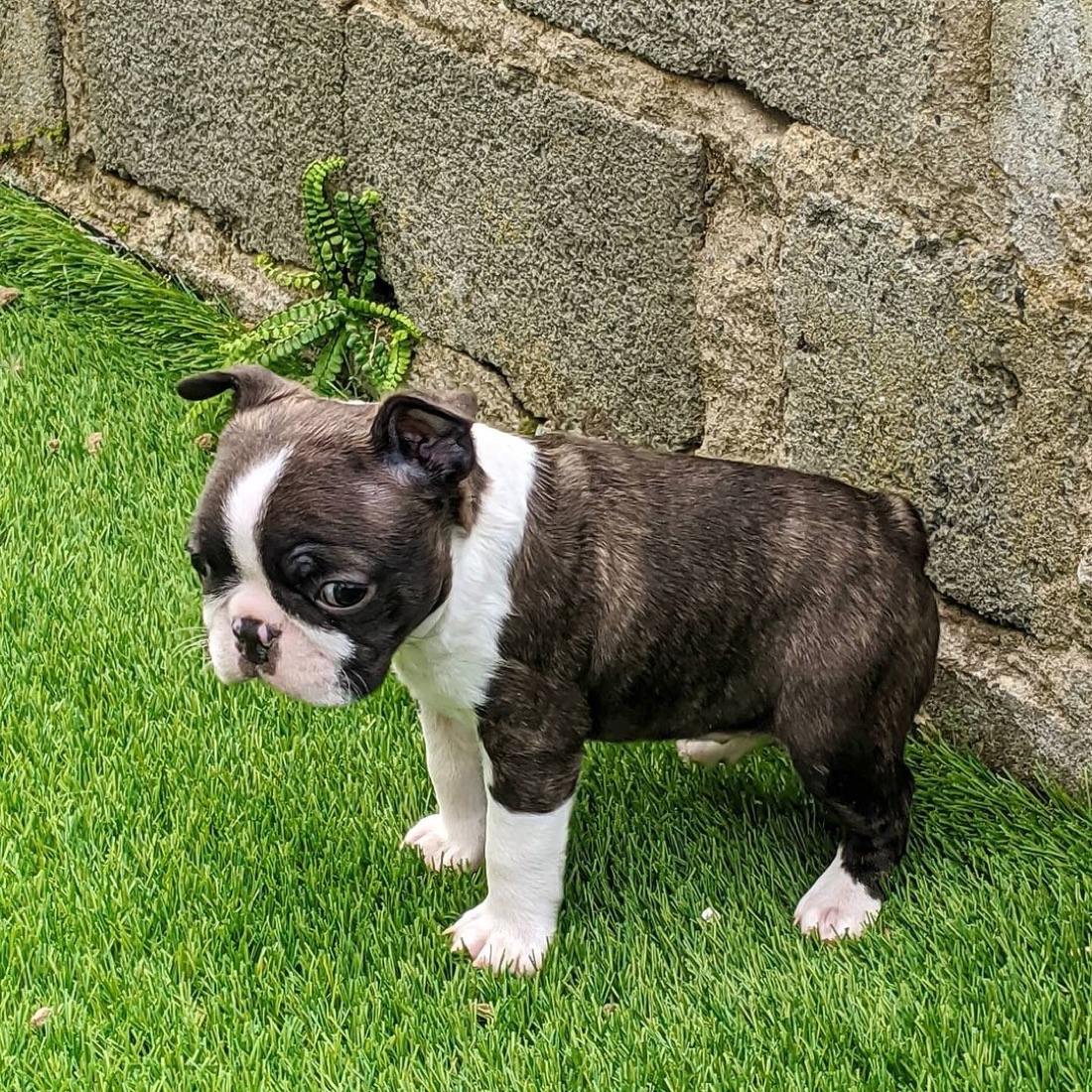 Boston Terrier-Welpe Mac