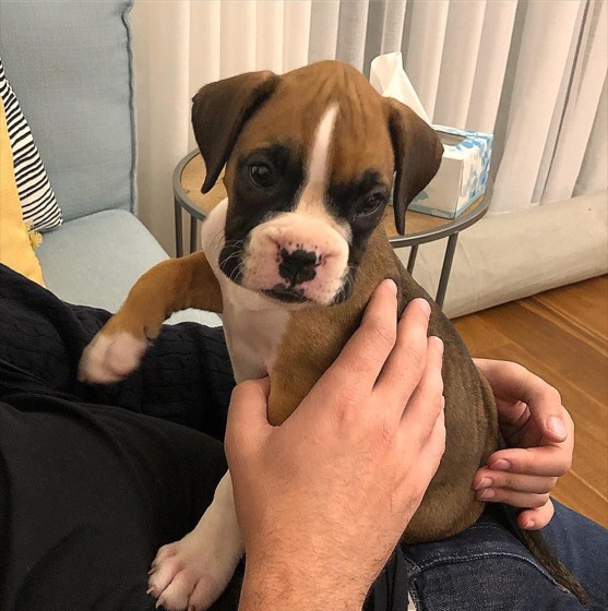 Deutscher Boxer-Welpe Boxie