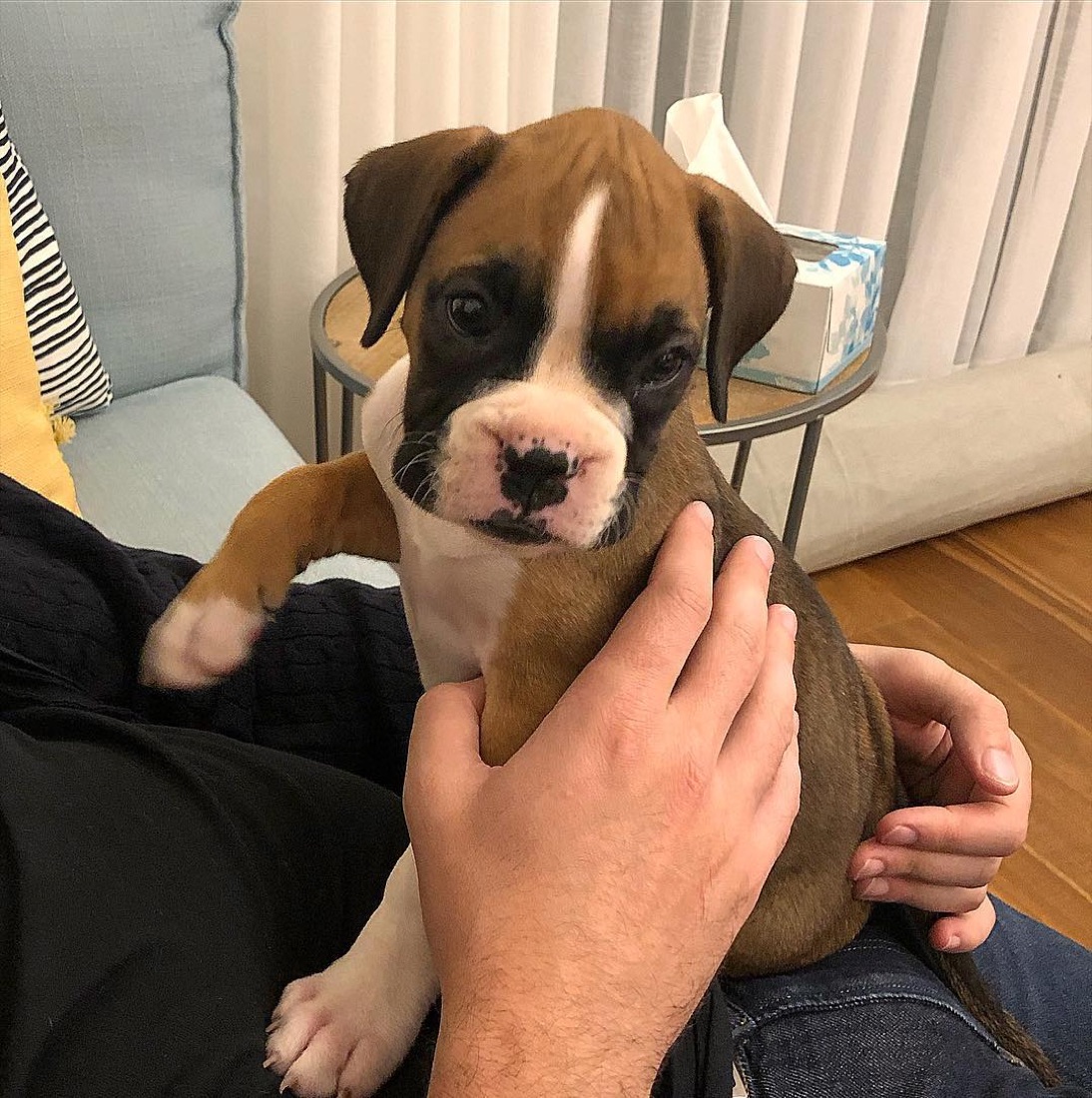 Deutscher Boxer-Welpe Boxie