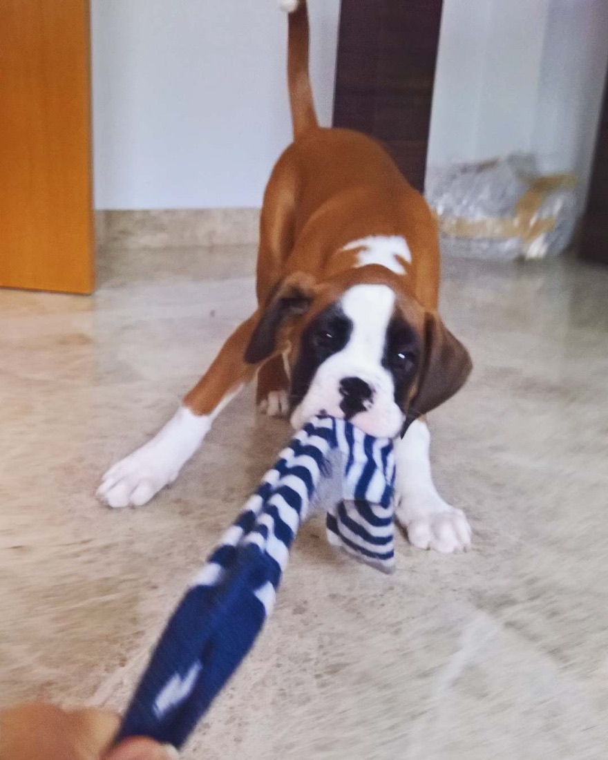 Deutscher Boxer-Welpe Max
