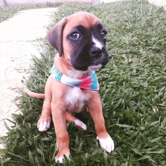 Deutscher Boxer-Welpe Maya