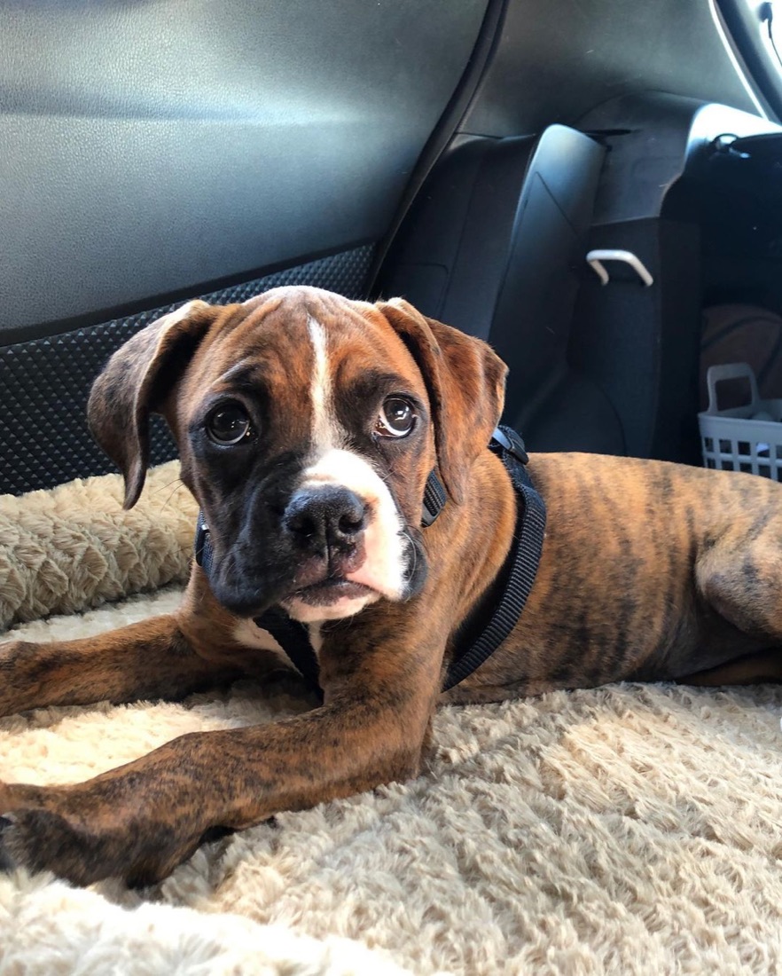 Deutscher Boxer-Welpe Penny